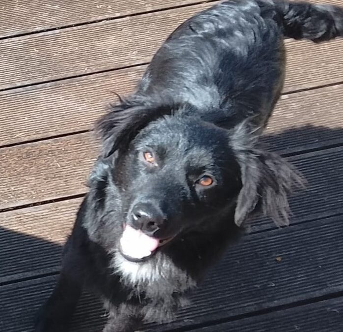 Harley / Sammy