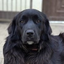 Mirta