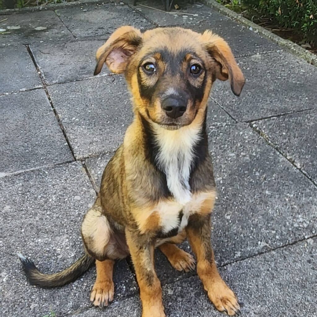Heidi – adopted