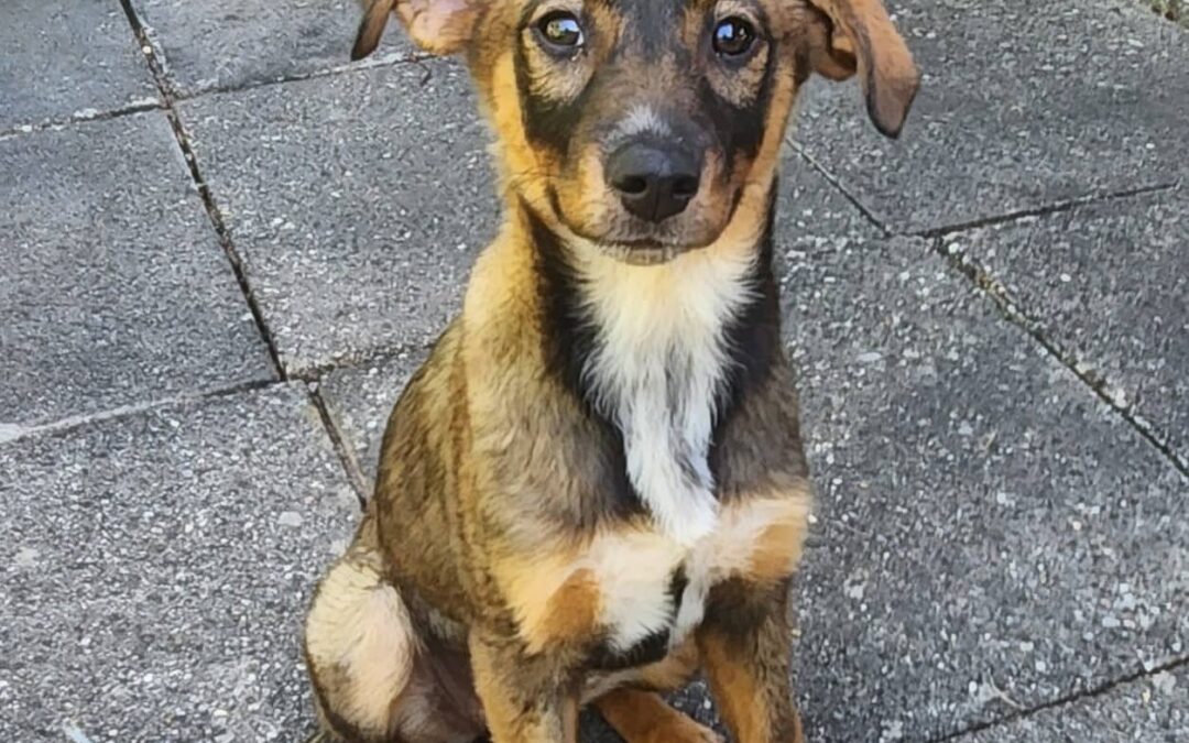 Heidi