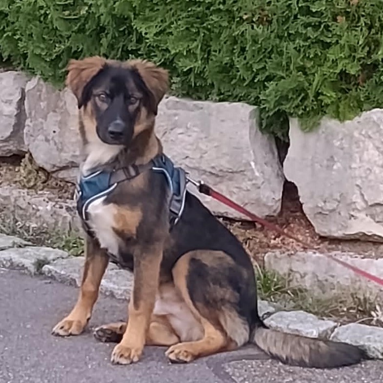 Buddy – adopted