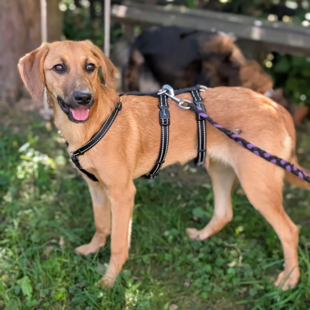 Perona – adopted