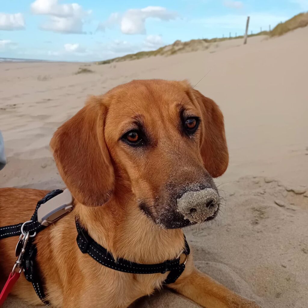 Carlo – adopted