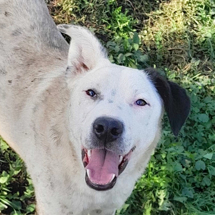 Kala