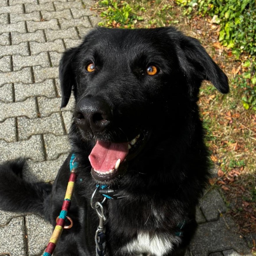 Miro