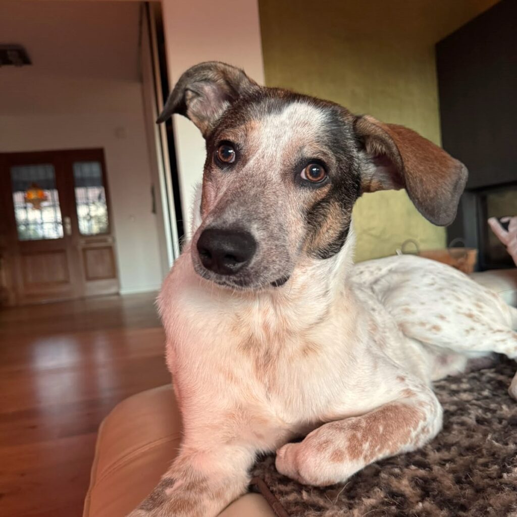 Milo / Enju – adopted
