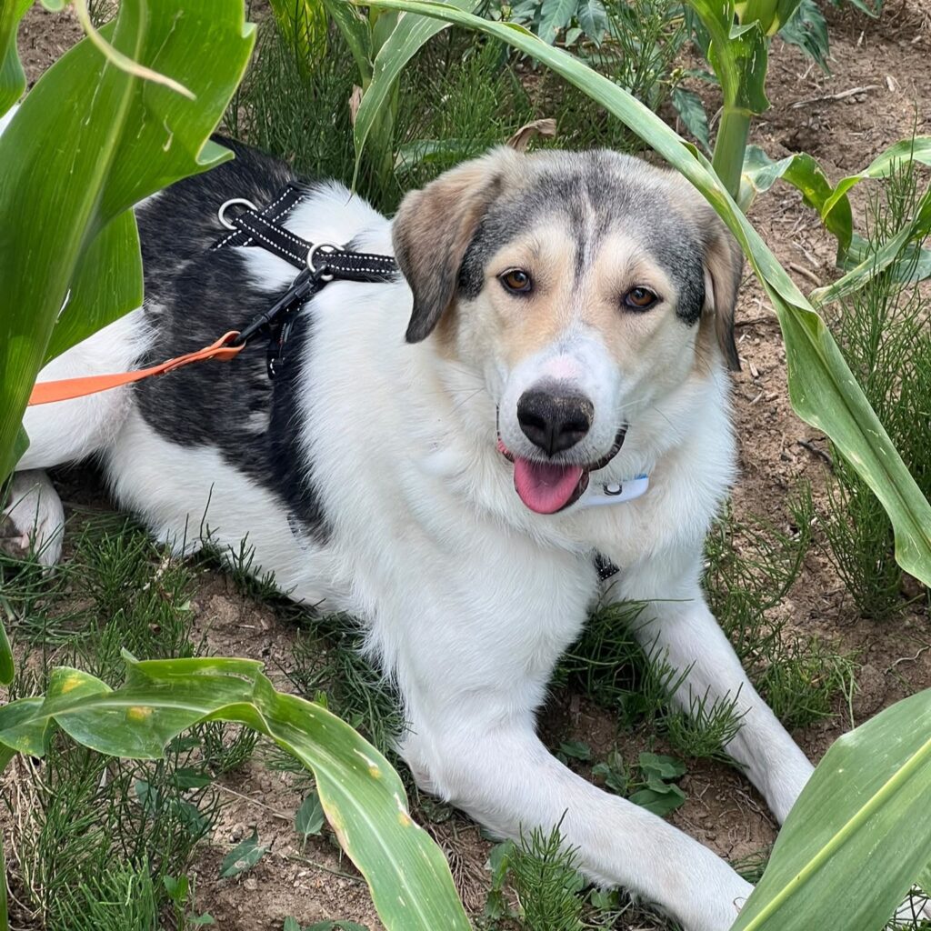 Misty – adopted