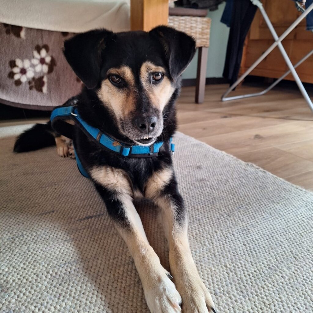 Ziggy – adopted