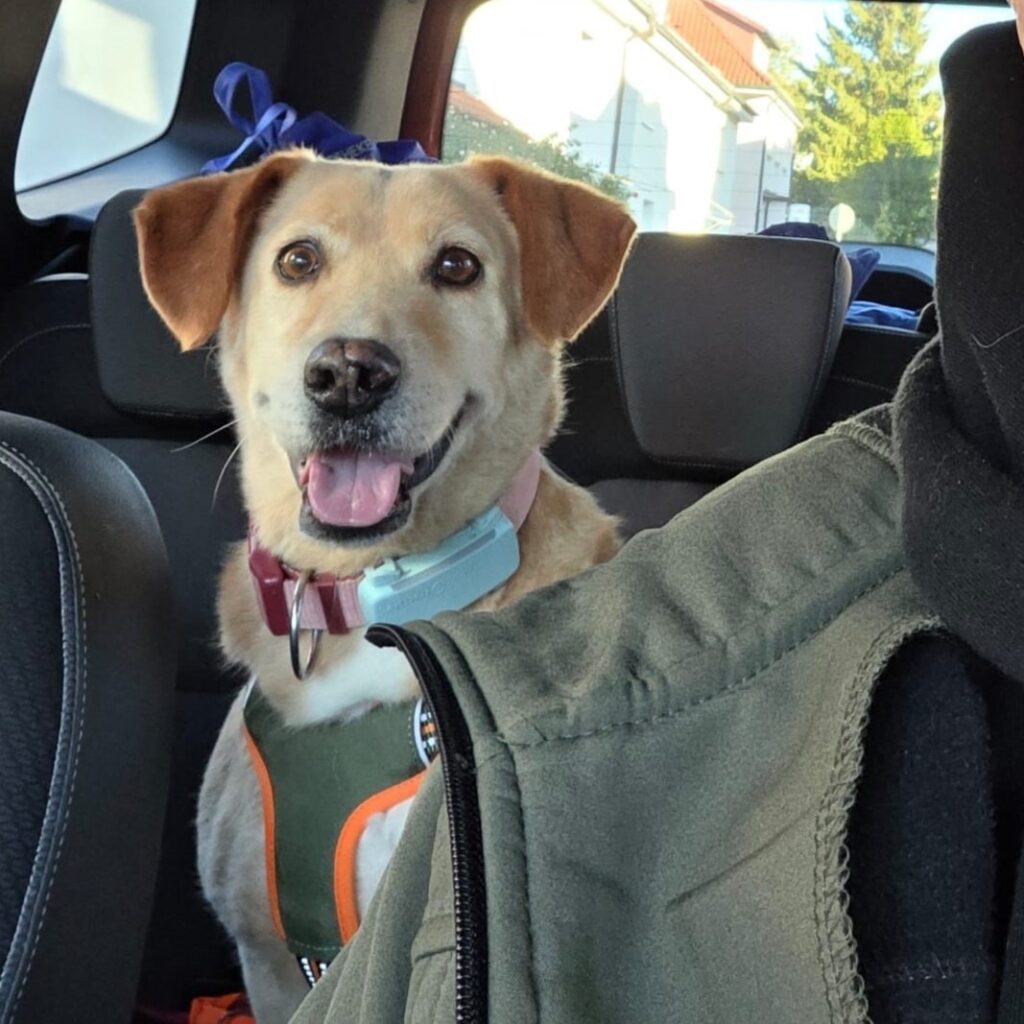 Sheki – adopted